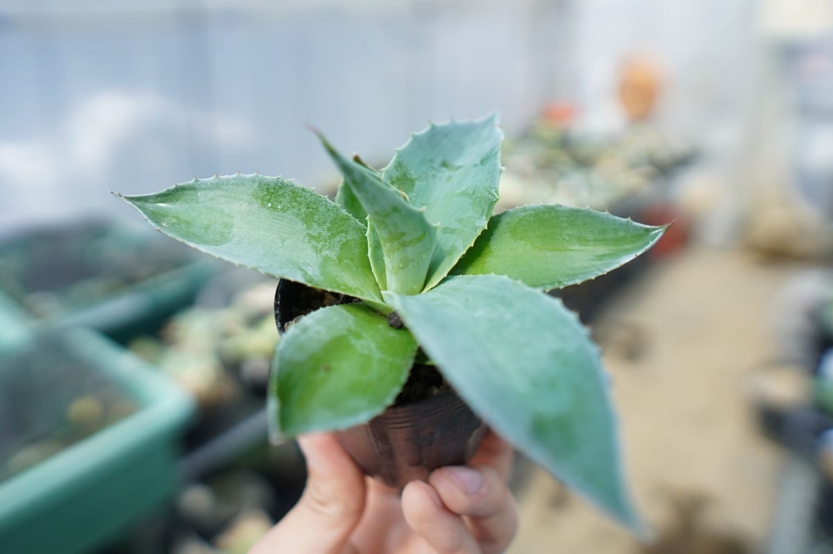 アガベ オバティフォリア Agave ovatifolia No.5 | mana's far