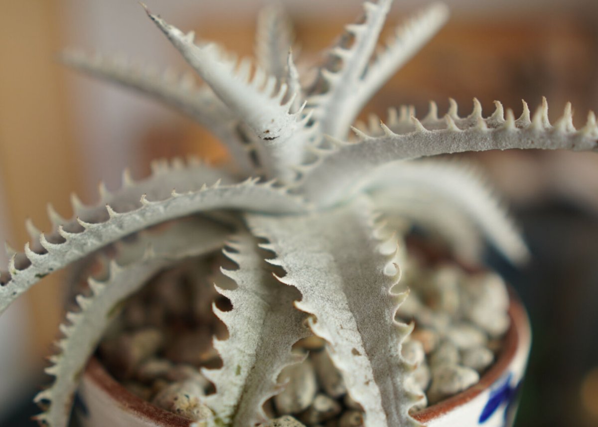 ディッキア ハイブリッド 子株付き DBディッキア Dyckia ML hybrid 228