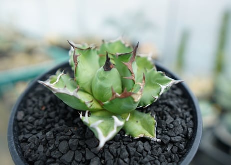 アガベ　チタノタ　姫厳竜　Agave titanota dwarf　No.2