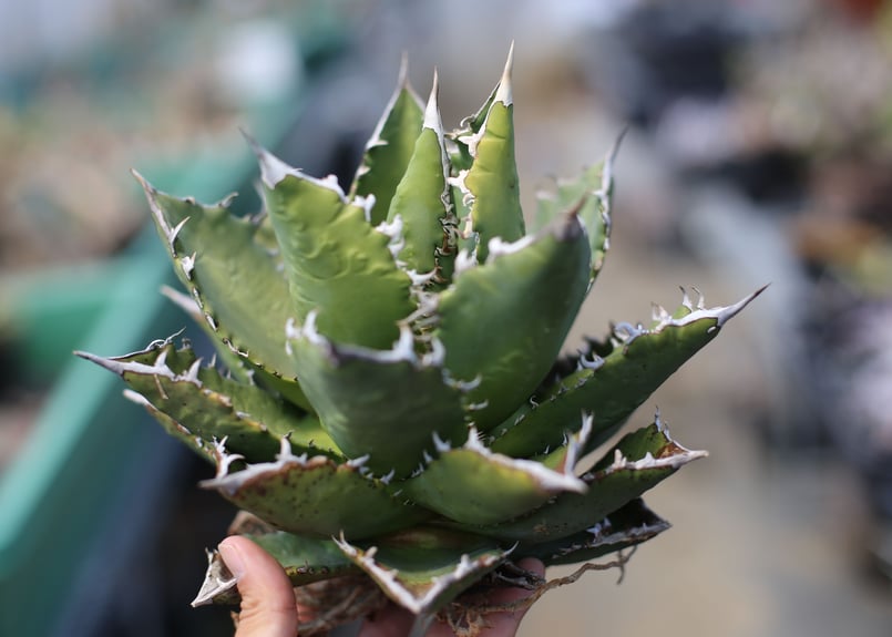 アガベ チタノタ オテロイ | mana's farm:塊根植物・アガベ