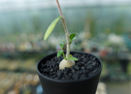 フォッケア　エデュリス　Fockea edulis