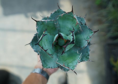アガベ　チタノタ　 ブラックアンドブルー 　Agave titanota black and blue　No.8