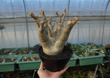 パキポディウム マカイエンセ　Pachypodium makayense　No.1