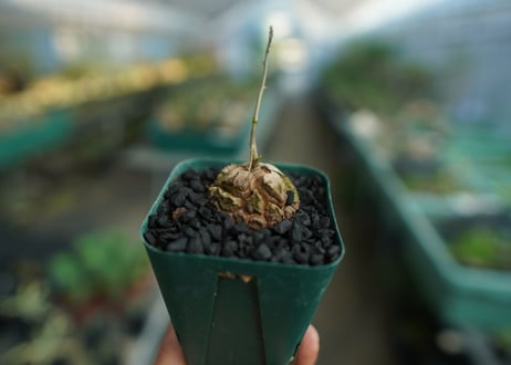 亀甲竜　Dioscorea elephantipes　No.1