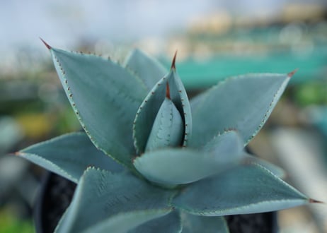 アガベ　ドラゴントゥース　Agave Dagontoes　No.3