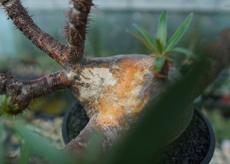 パキポディウム　グラキリス　Pachypodium gracilius　No.1