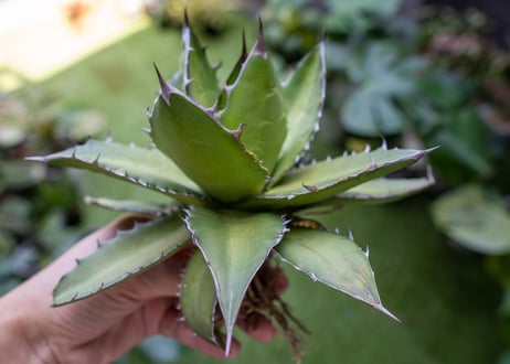 Agave kercovei x titanota NO.3