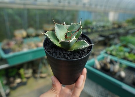 アガベ　チタノタ　FO-76　Agave titanota  FO-76　No.2
