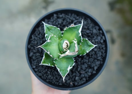 アガベ　チタノタ　白火焔　agave titanota white fire　No.2