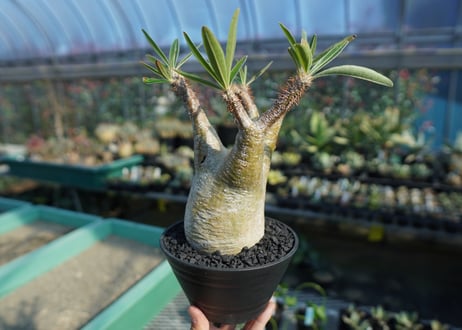 パキポディウム　グラキリス　 Pachypodium Gracilius  No.8