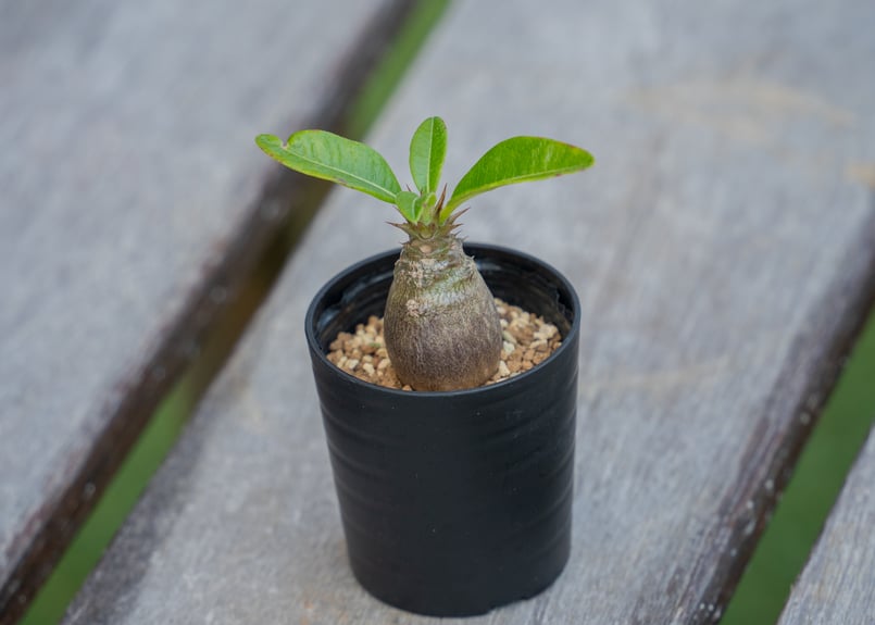 パキポディウム ウィンゾリー 沖縄実生 | mana's farm:塊根植物