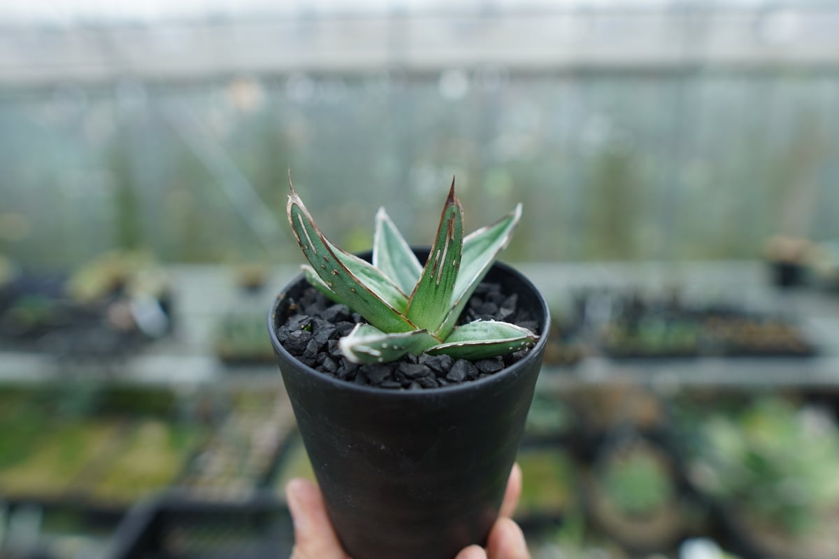 アガベ ニッケルシー Agave nickelsiae | mana's farm:塊根植物