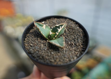 アガベ　チタノタ　狼人　agave titanota "狼人"　No.1