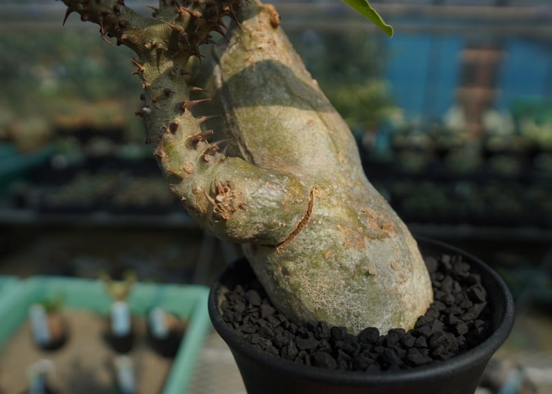 パキポディウム マカイエンセ Pachypodium makayense No.6 | man