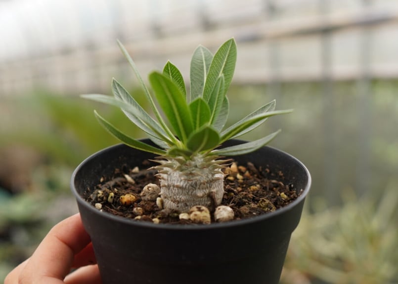 パキポディウム 恵比寿大黒 NO.2 | mana's farm:塊根植物・アガベ