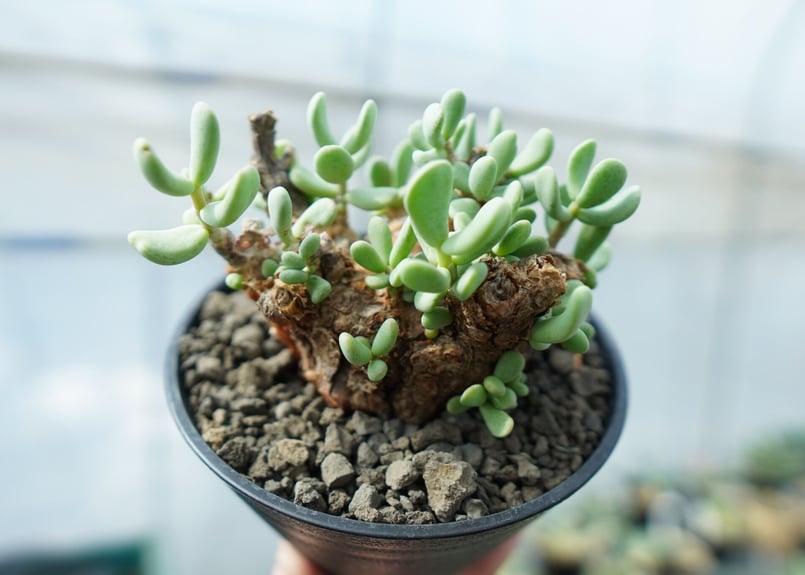 ケラリア　ピグマエア 期間限定特価】ケラリア・ピグマエア（現地株、発根済み） ☆特価