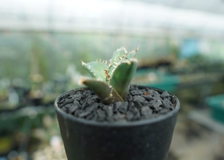 アガベ　チタノタ　FO-76　Agave titanota  FO-76　No.4