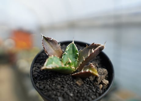 アガベ　チタノタ　鬼爪雪峰  Agave titanota “Onitsume Yukimine"　No.1