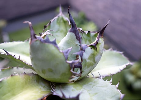 Agave B&B C NO.2