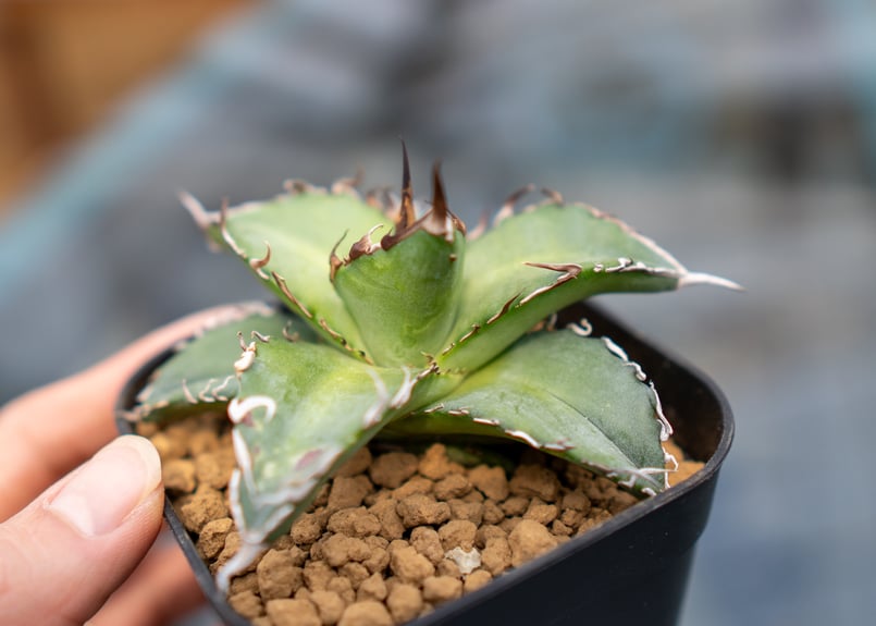 アガベ チタノタ 沖縄実生 | mana's farm:塊根植物・アガベ・ドライ