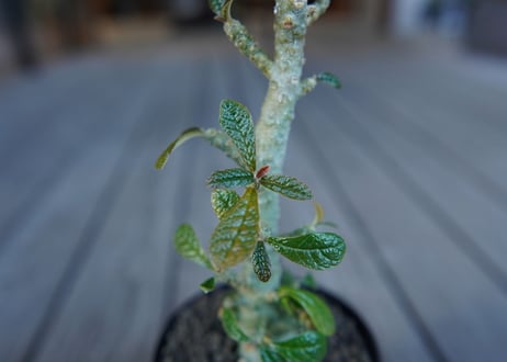 ドルステニア　ギガス　Dorstenia gigas