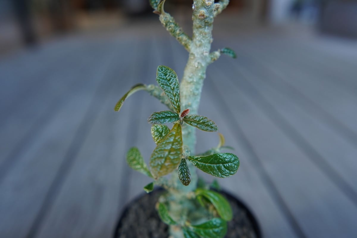 ドルステニア ギガス Dorstenia gigas | mana's farm:塊根植物・ア