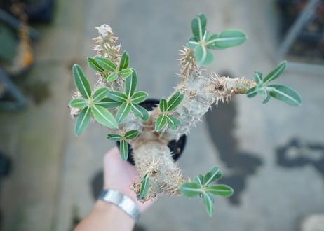 パキポディウム　デンシフローラム　Pachypodium densiflorum　No.4