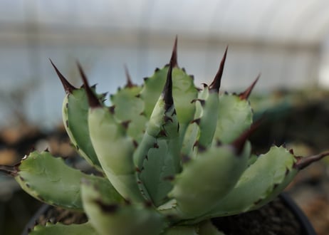 アガベ　マクロアカンサ×ポタトラム　 Agave macroacantha×potatorum