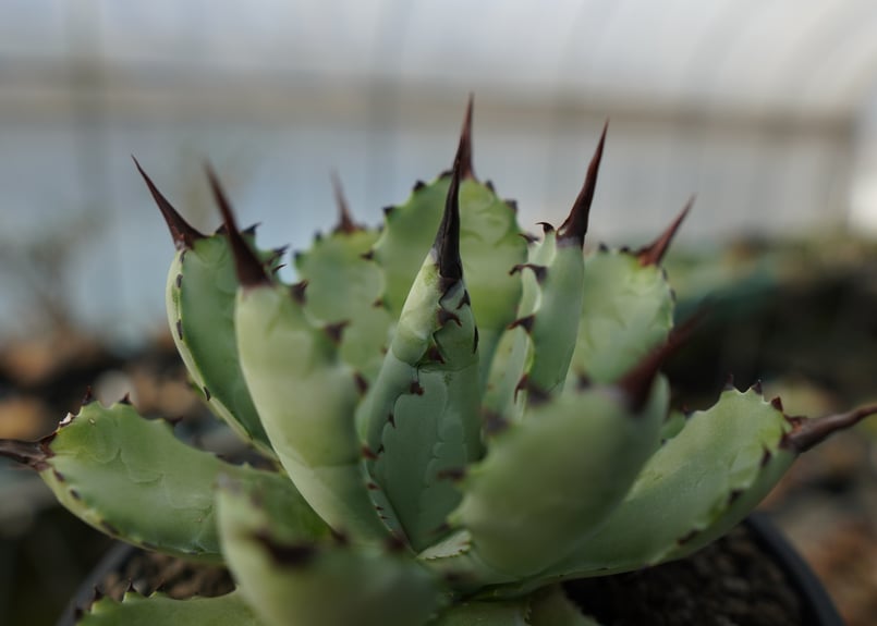 アガベ マクロアカンサ×ポタトラム Agave macroacantha×potatorum