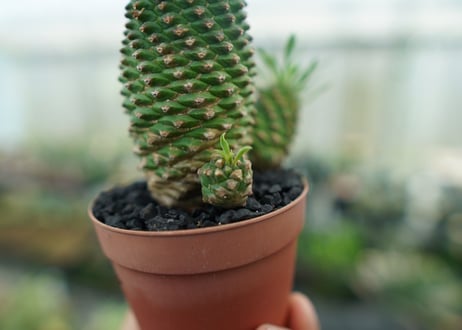 ユーフォルビア　ソテツキリン "パイナップルコーン"　Euphorbia sotetsukirin  No.4