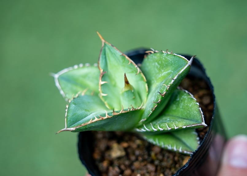 アガベ 青緑 オテロイ実生 アガベ 青緑 オテロイ実生 016 アガベ オテロイ 実生 育成記録