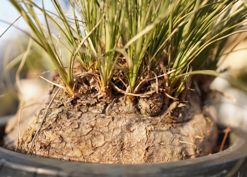 耐寒性№1】カリバナス フーケリー No.3 | mana's farm:塊根植物