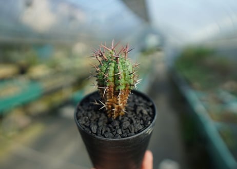 ユーフォルビア　群星冠　Euphorbia stellispina  No.1