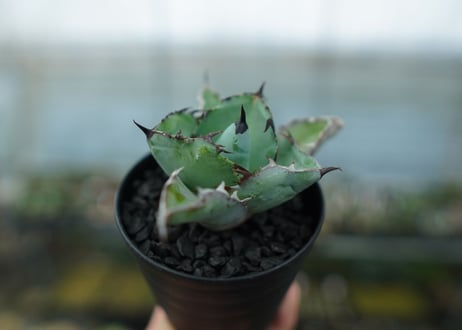 アガベ　チタノタ　 ブラックアンドブルー 　Agave titanota black and blue　No.10