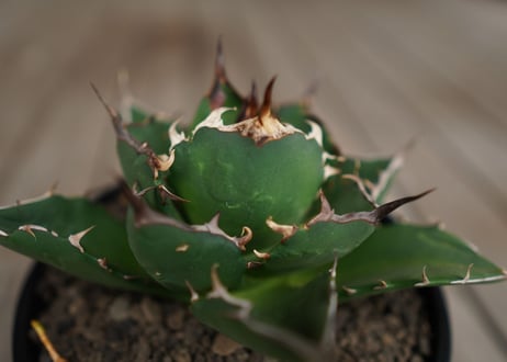 アガベ　チタノタ　FO-76　Agave titanota ”FO-76"