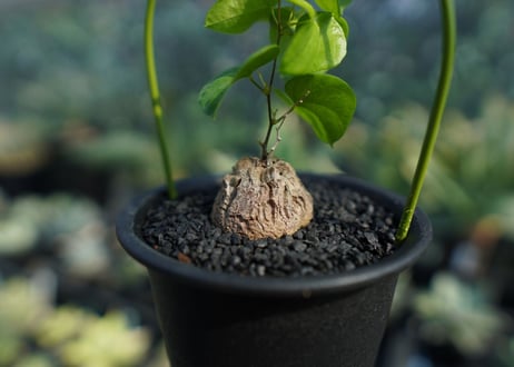 亀甲竜　Dioscorea elephantipes No.4