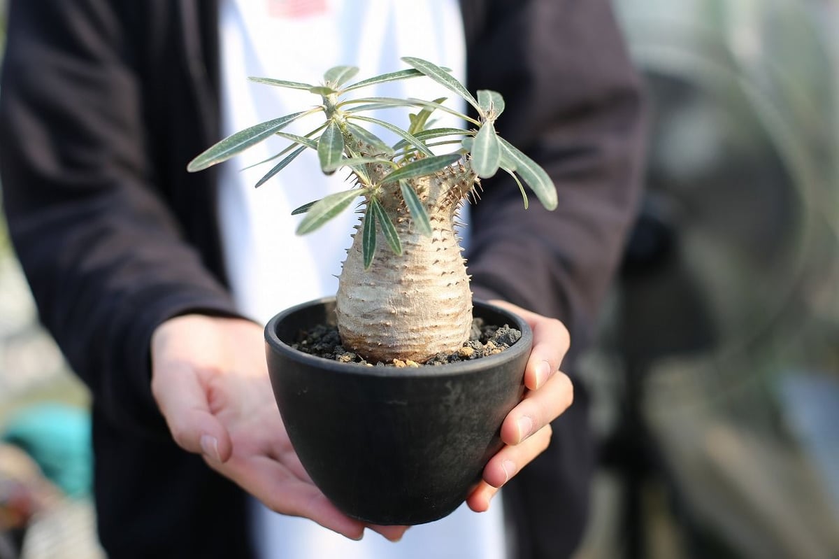 カクチペス　多頭　レアなコネクト鉢付き　パキポディウム カクチペス 多頭 レアなコネクト鉢付き パキポディウム