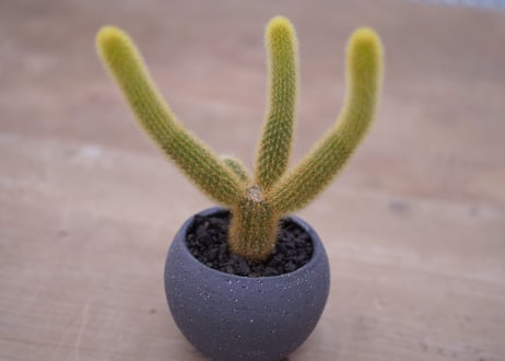 サボテン　金毛柱　Pilosocereusleucocephalus