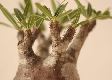 Pachypodium Gracilius パキポディウム  グラキリス  №７