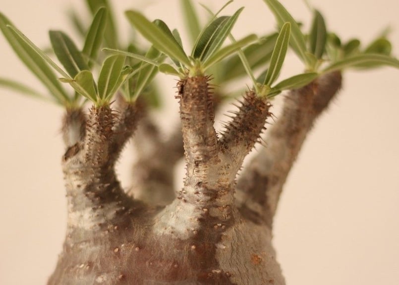 Pachypodium Gracilius パキポディウム グラキリス №7 | mana