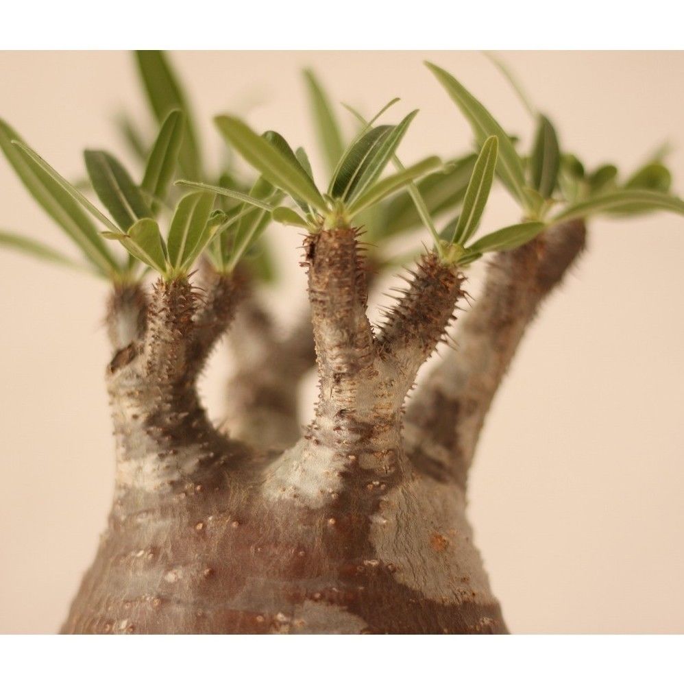 塊根植物 グラキリス パキポディウム グラキリス 塊根植物｜パキポディウム グラキリス 7号