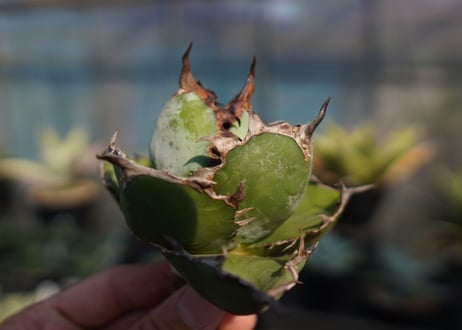 agave　titanota　ブラックアンドブルー　No.11
