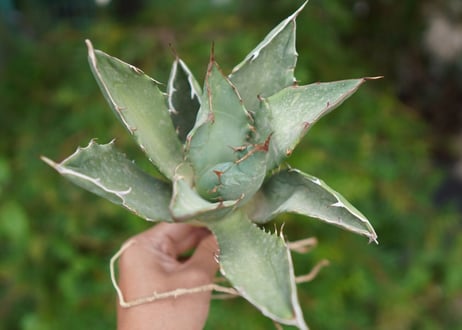 Agave titanota 白鯨 E NO.3