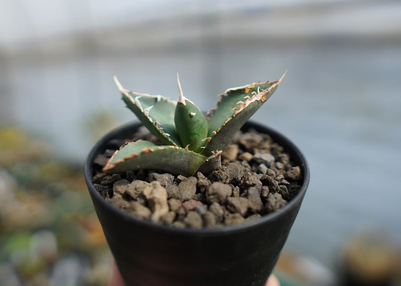 1567アガベ チタノタ 狼人錦 変異株 agave titanota アガベ・チタノタ 狼人（芽）-022｜agave titanota were wolf | P