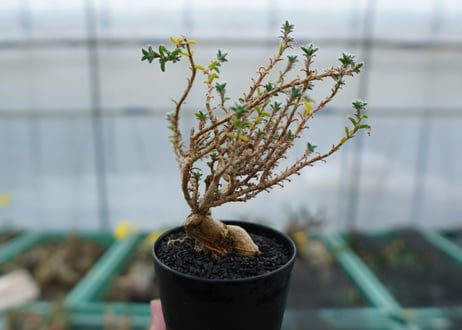 姫紅小松　Trichodiadema bulbosum No.1