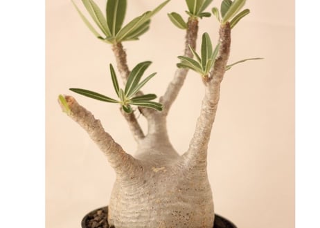 Pachypodium Gracilius パキポディウム  グラキリス  №４