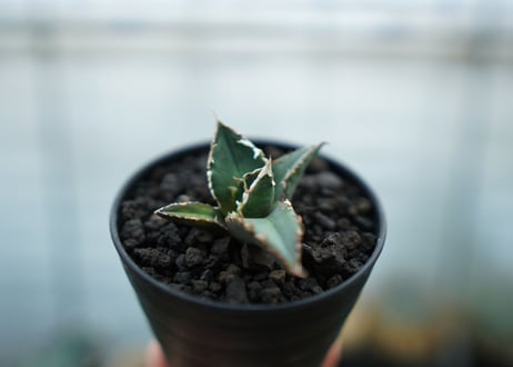 アガベ　チタノタ　狼人　agave titanota "狼人"　No.1