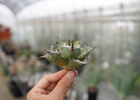 Agave Black fire F NO.3 (G)