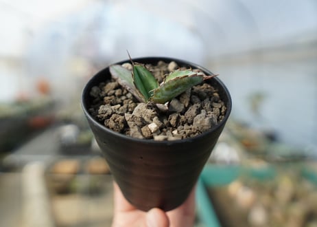 アガベ　チタノタ　 ブラックアンドブルー 　Agave titanota black and blue No.4