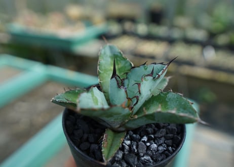 アガベ　チタノタ　 ブラックアンドブルー 　Agave titanota black and blue　No.5